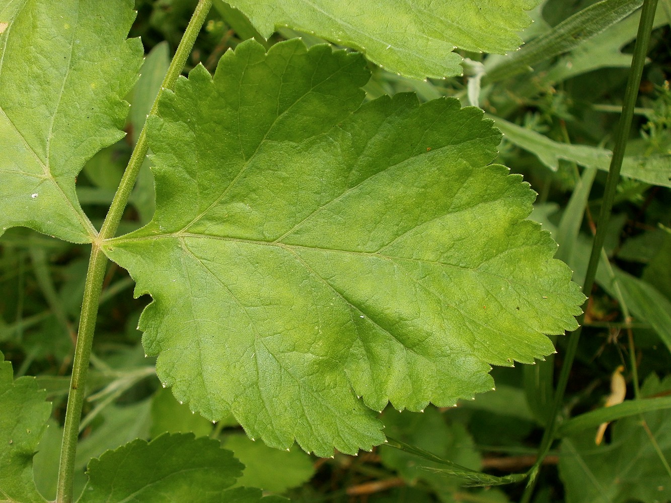 Image of Pastinaca umbrosa specimen.
