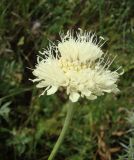 Cephalaria uralensis. Соцветие. Краснодарский край, север Кубани, Кущёвский заказник, остепенённый склон. 18.07.2009.