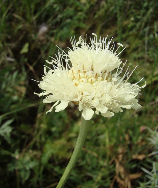 Изображение особи Cephalaria uralensis.