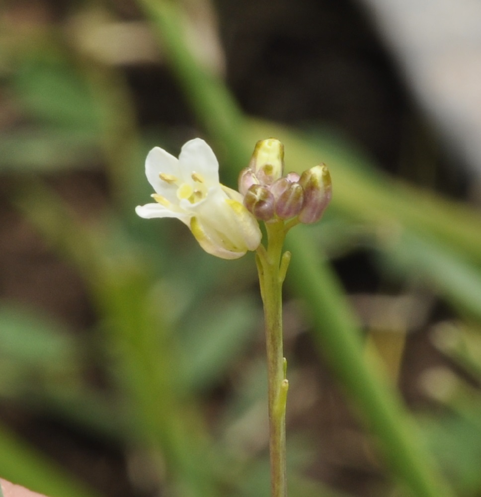 Изображение особи семейство Brassicaceae.