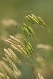 genus Bromus