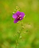 Verbascum phoeniceum. Верхушка побега с цветком. Карачаево-Черкесия, гора Шоана. 27.07.2014.