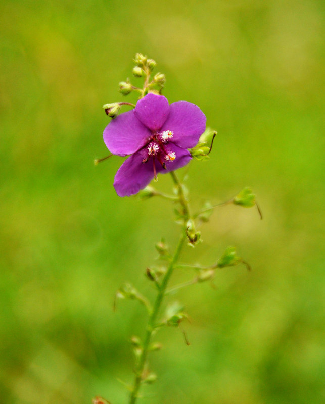 Изображение особи Verbascum phoeniceum.