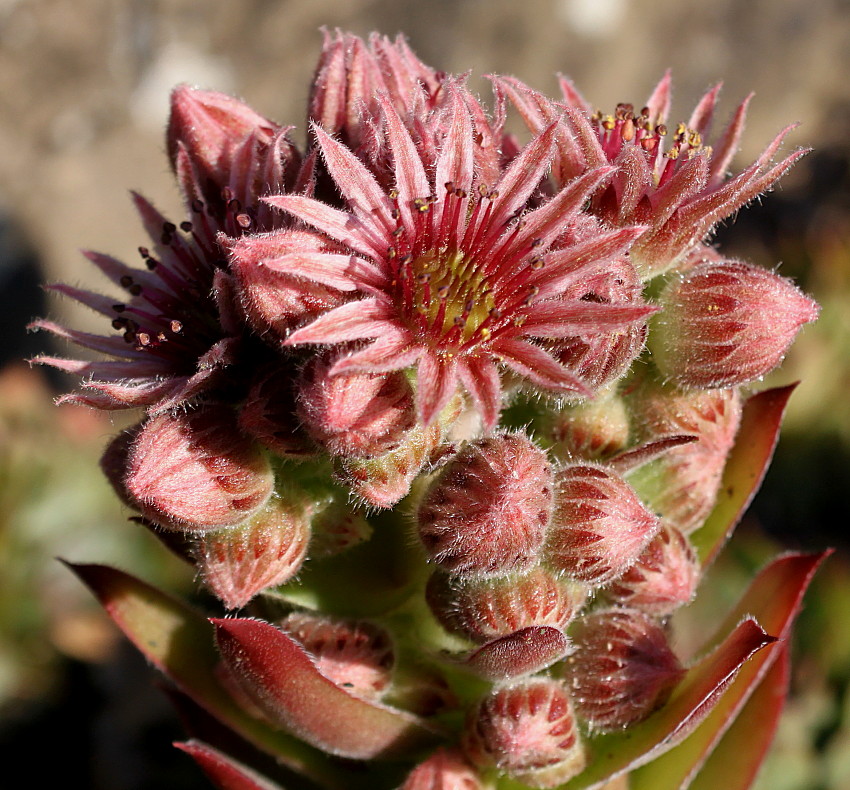 Image of Sempervivum tectorum specimen.