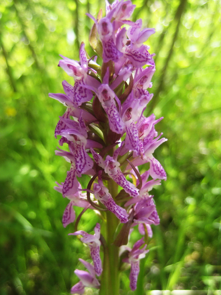 Изображение особи Dactylorhiza incarnata.