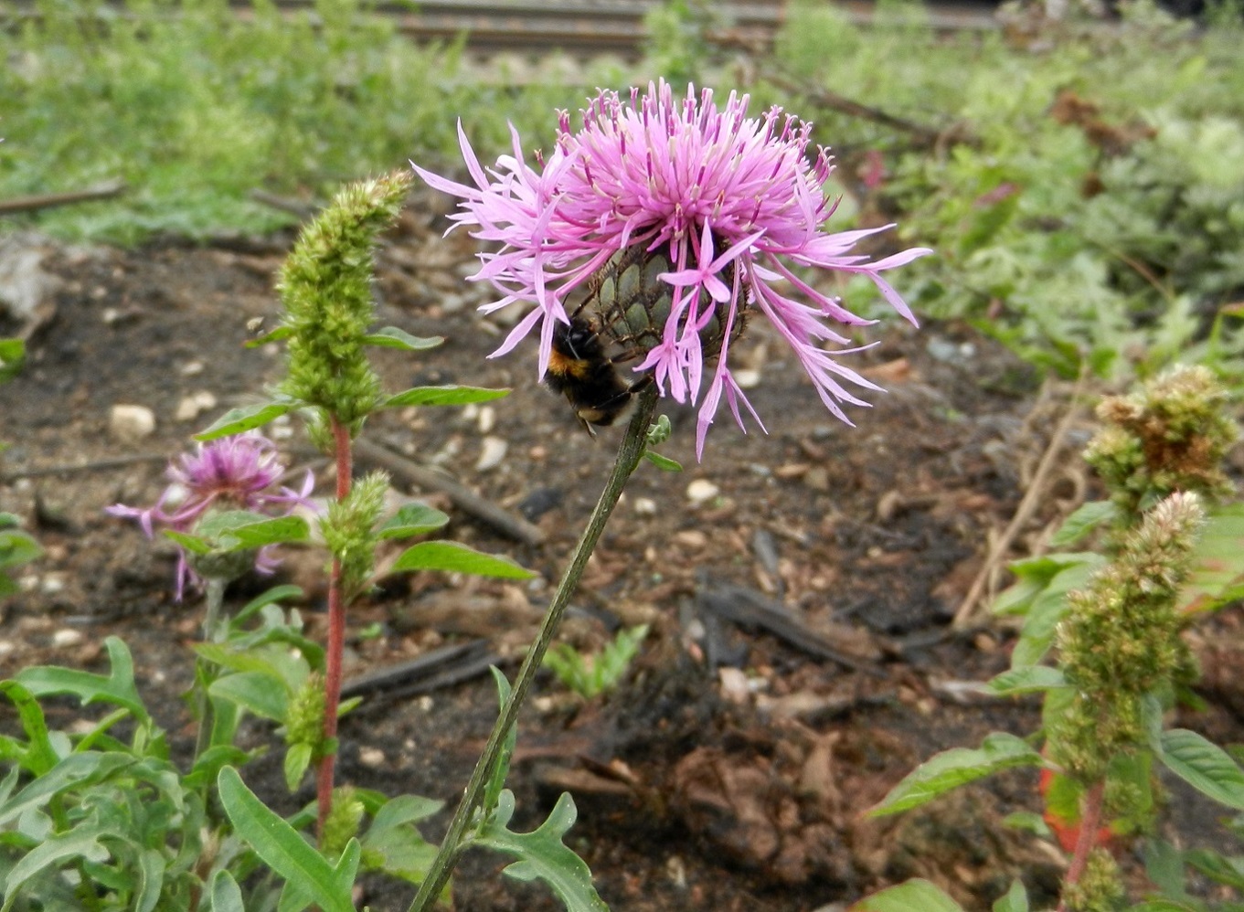 Image of Centaurea scabiosa specimen.