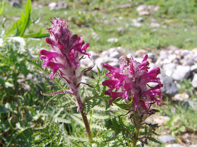 Изображение особи Pedicularis panjutinii.