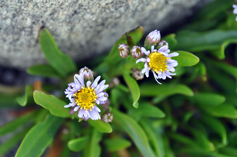 Изображение особи Tripolium pannonicum ssp. tripolium.