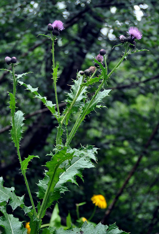 Изображение особи Cirsium uliginosum.