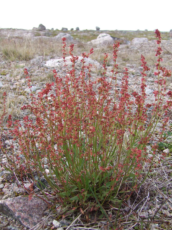 Image of Rumex acetosella specimen.