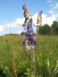 Aconitum volubile. Соцветие. Томская обл., окр. г. Томск, 02.08.2009.