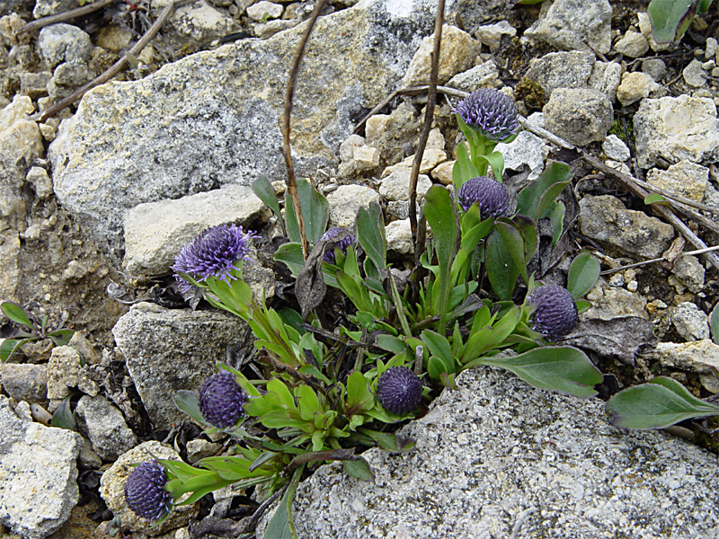 Image of Globularia bisnagarica specimen.