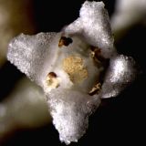 Cuscuta japonica