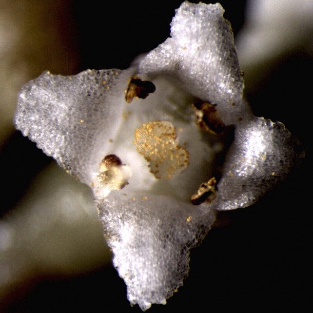 Изображение особи Cuscuta japonica.