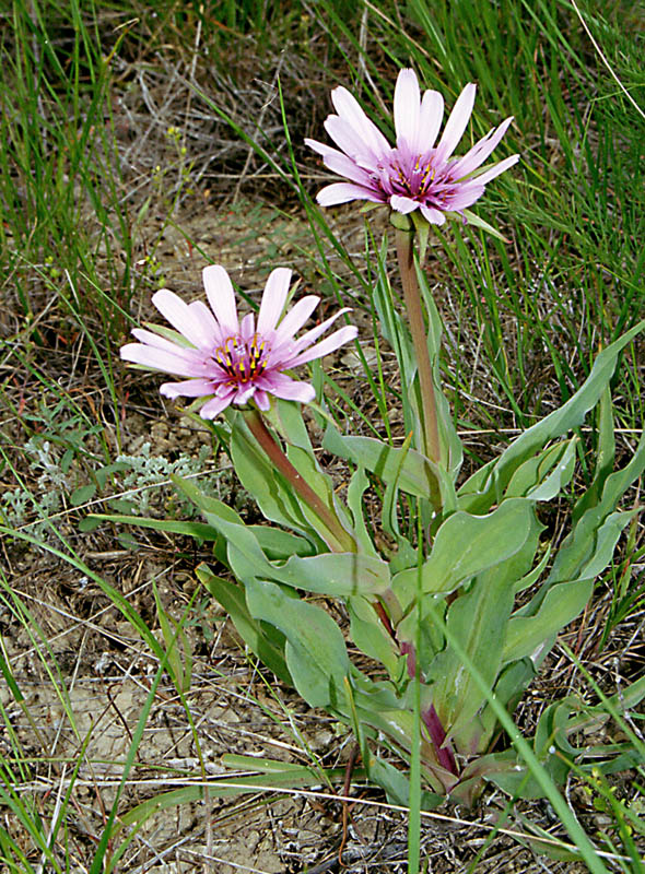 Image of Tragopogon marginifolius specimen.