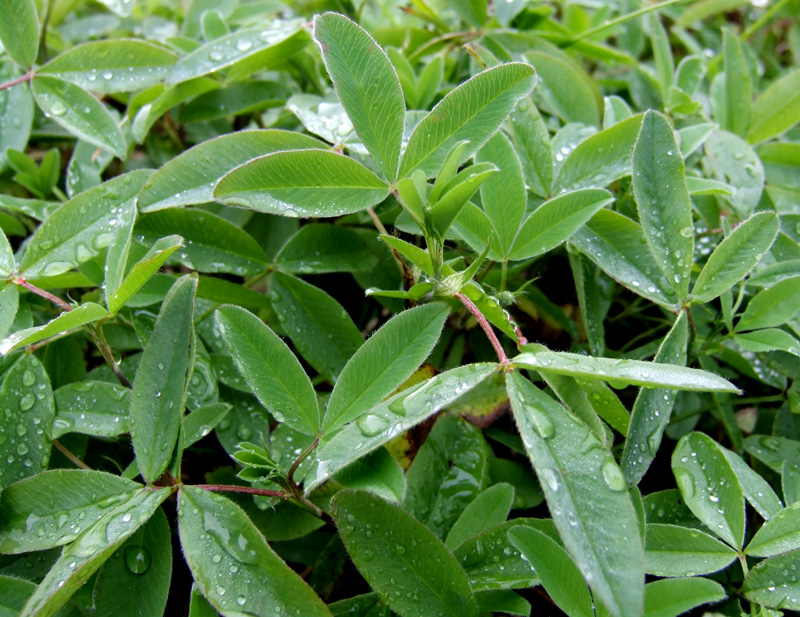 Image of Trifolium medium specimen.