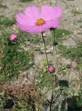 Cosmos bipinnatus