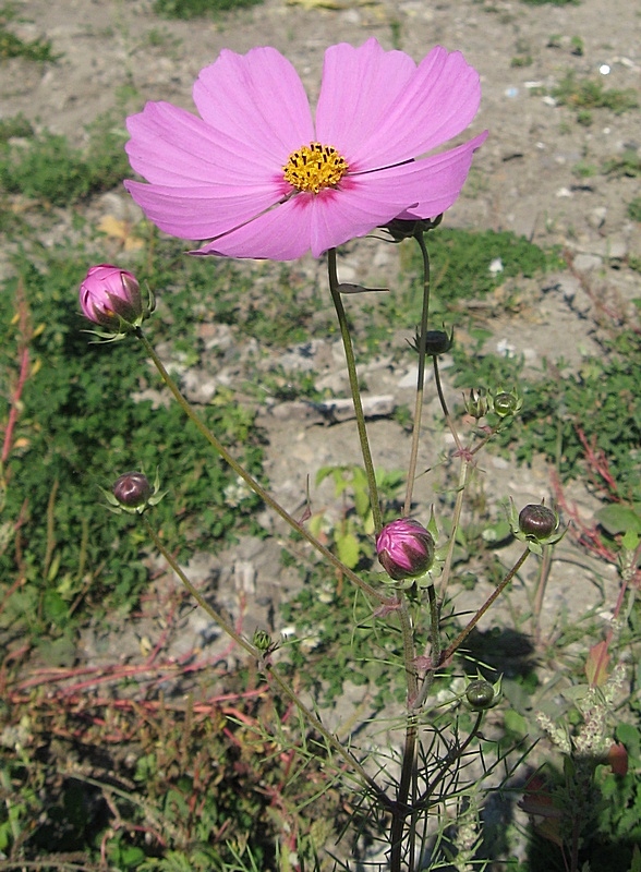 Изображение особи Cosmos bipinnatus.