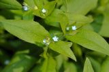 Myosotis sparsiflora. Верхушка цветущего растения. Московская обл., Раменский р-н, окр. дер. Хрипань. 18.05.2009.