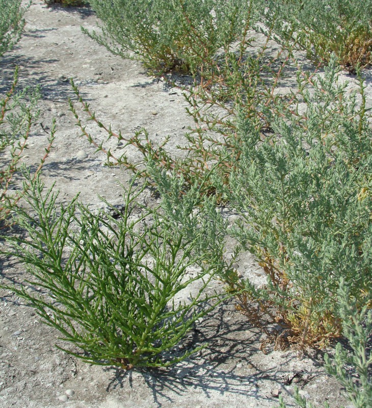 Изображение особи семейство Chenopodiaceae.