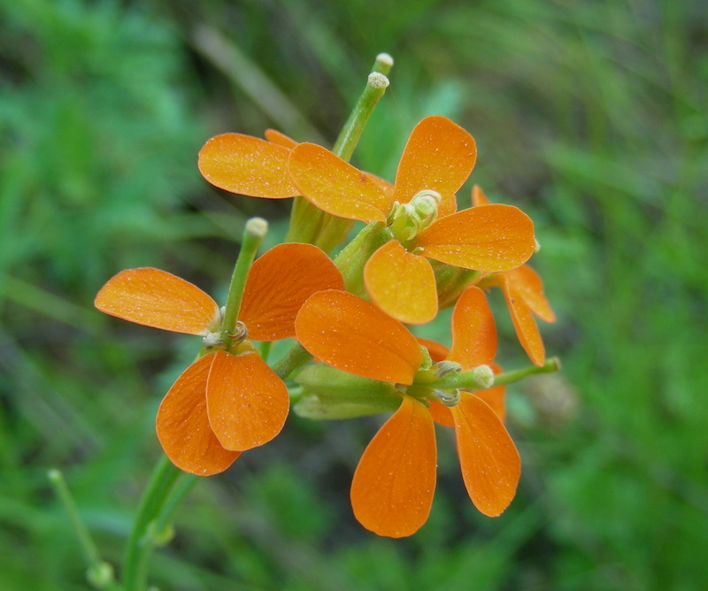 Изображение особи Erysimum croceum.