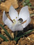 Colchicum triphyllum. Цветущее растение. Крым, Севастополь, высоты Кая-Баш. 28 февраля 2015 г.