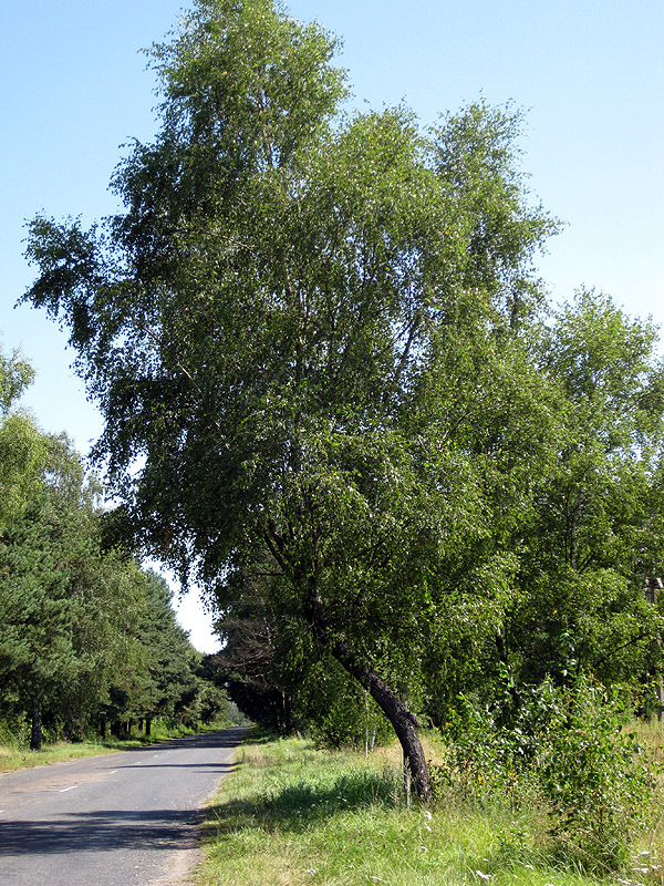 Изображение особи Betula obscura.