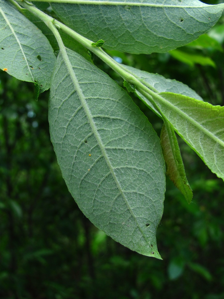 Image of Salix myrsinifolia specimen.