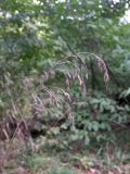 Festuca drymeja