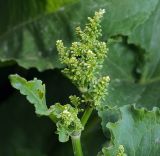 Rumex confertus. Верхушка побега с развивающимся соцветием. Московская обл., Раменский р-н, окр. ж.-д. платформы Хрипань, залежь. 22.05.2012.
