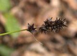 Carex spicata