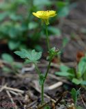 Ranunculus sardous