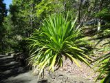 Doryanthes palmeri