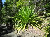 Doryanthes palmeri. Вегетирующее растение. Австралия, г. Брисбен, ботанический сад. 18.07.2015.