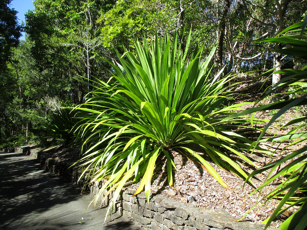 Изображение особи Doryanthes palmeri.