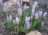 Crocus etruscus