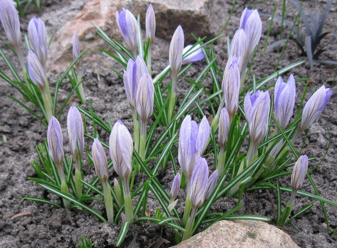 Изображение особи Crocus etruscus.