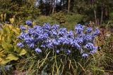 Allium beesianum