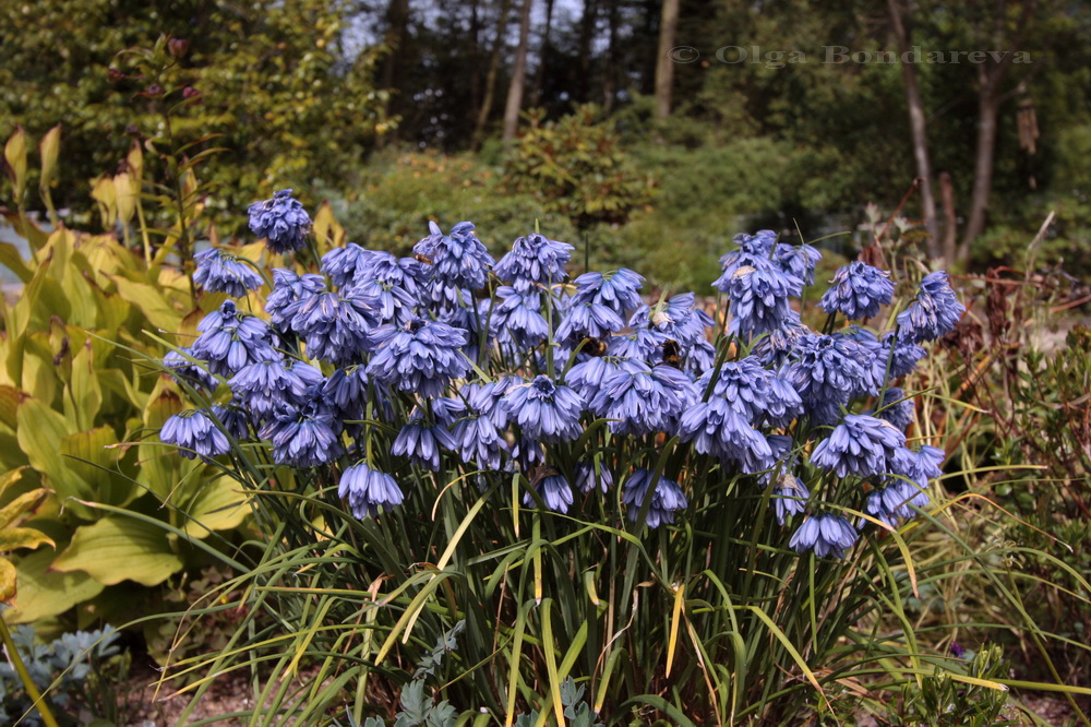 Image of Allium beesianum specimen.