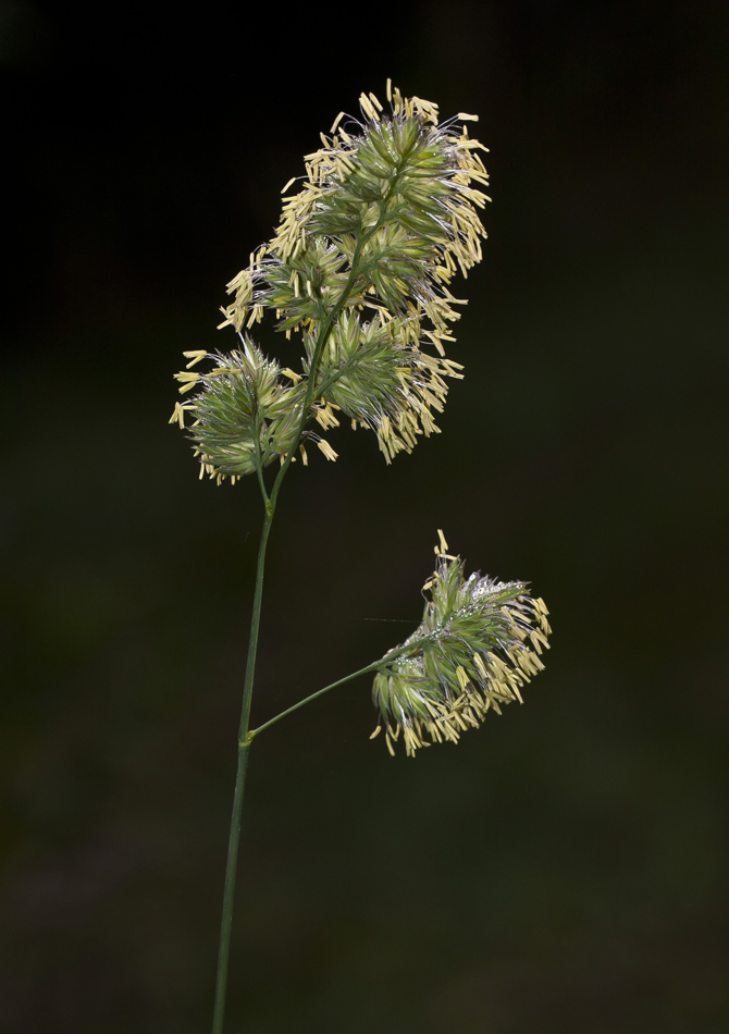 Изображение особи Dactylis glomerata.