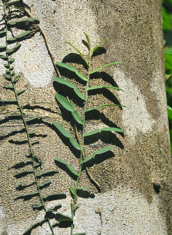 Image of Pothos scandens specimen.