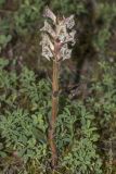 Orobanche lutea