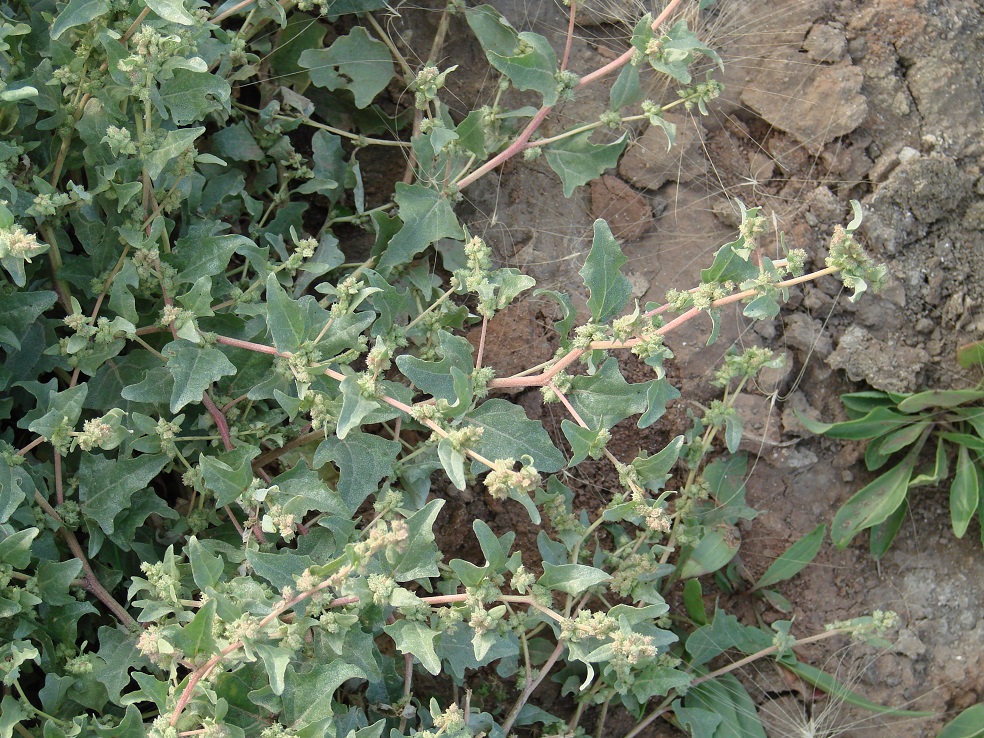 Image of Atriplex sibirica specimen.