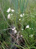 Cardamine pratensis