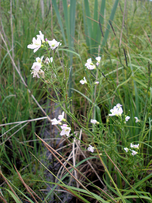 Изображение особи Cardamine pratensis.