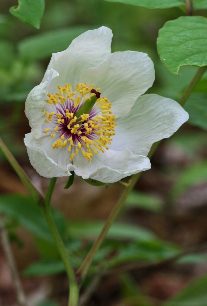 Image of Paeonia oreogeton specimen.