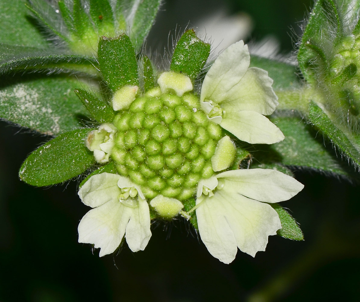 Image of Lomelosia prolifera specimen.