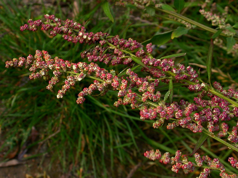 Изображение особи Chenopodium strictum.