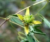 Clematis orientalis. Цветок. Кыргызстан, Нарынская обл., правый берег р. Нарын, I надпойменная терраса ниже с. Ак-Булун. 05.07.2015.