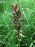 Dactylorhiza incarnata